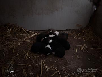 Cuccioli Border Collie originali