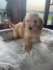 Maltipoo