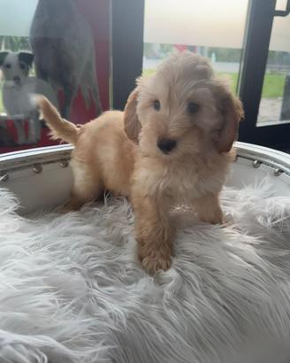Maltipoo