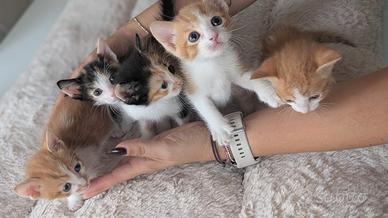 Gattini da adottare 2 mesi di età