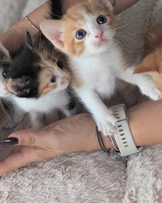 Gattini da adottare 2 mesi di età