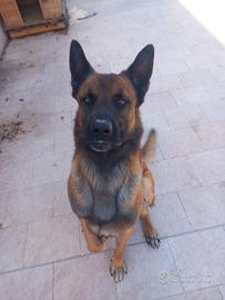 Lapo simil pastore belga