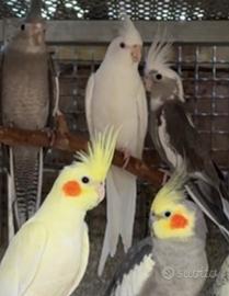 Giovani di Calopsite