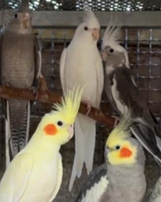 Giovani di Calopsite