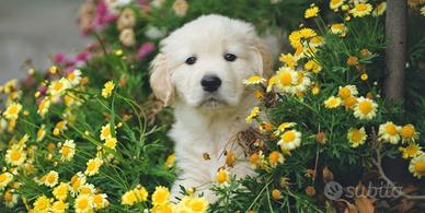 Allevamento Golden Retriever