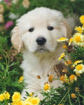 Allevamento Golden Retriever