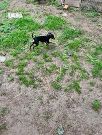 Pinscher