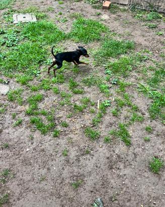 Pinscher