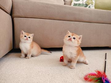 Gattini British e Scottish Fold