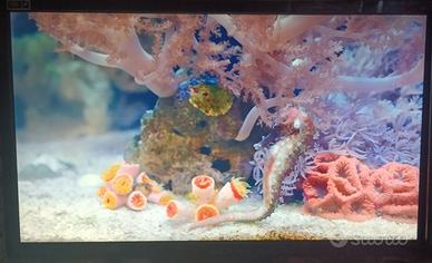 monitor ASUS VG248QE