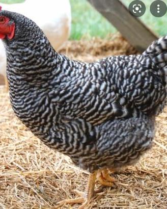 Galline ovaiole