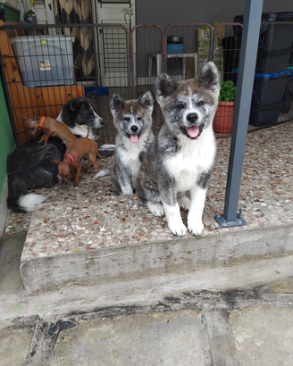 Cuccioli akita inu