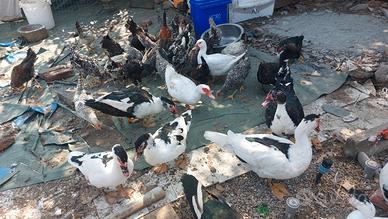 Anatre,orche e galline