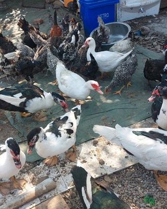 Anatre,orche e galline