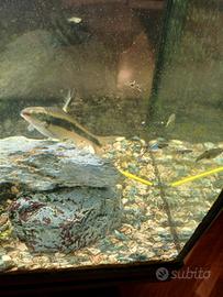 Ancistrus Crossocheilus e Guppy