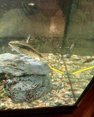 Ancistrus Crossocheilus e Guppy