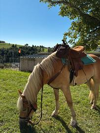 Haflinger Sauro