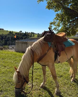 Haflinger Sauro
