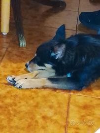 Vendiamo cane