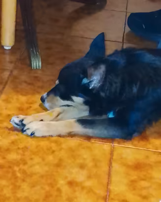 Vendiamo cane