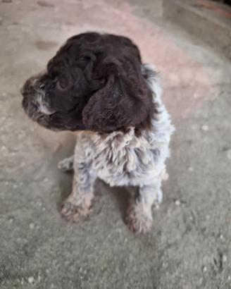 Cuccioli di Lagotto romagnolo nati il 14/07