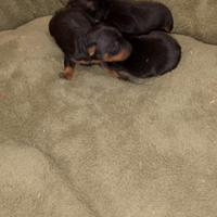 Cuccioli pincher