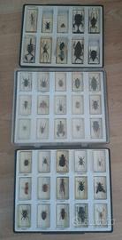 COLLEZIONE "INSETTI DA TUTTO IL MONDO"
