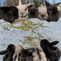 Cuccioli coniglio ariete nano