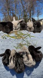 Cuccioli coniglio ariete nano