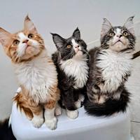 Cuccioli Maine coon
