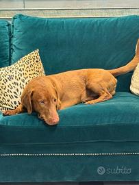 Meticcio - Incrocio bassotto