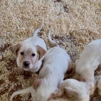 Cuccioli di Setter Inglese