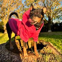 Pinscher maschio per accoppiamento