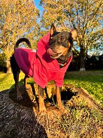 Pinscher maschio per accoppiamento