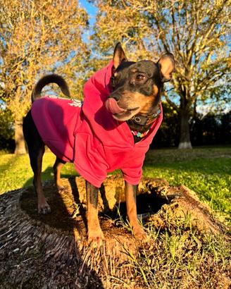 Pinscher maschio per accoppiamento