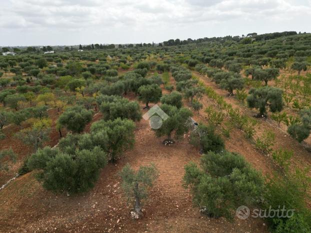 TER. AGRICOLO A POLIGNANO A MARE