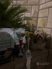 Shihtzu