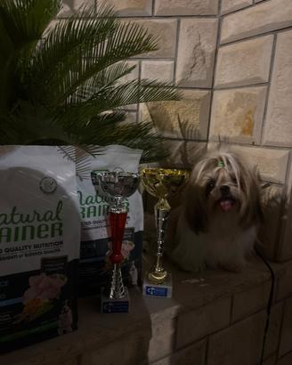 Shihtzu