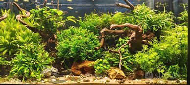 Acquascaping & design : Allestimento Acquari natur