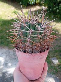 Gymnocalycium saglionis