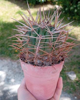 Gymnocalycium saglionis