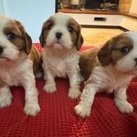 Cavalier king pedegree enci