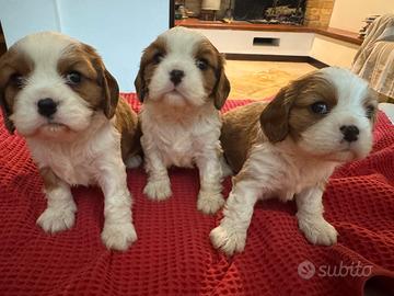 Cavalier king pedegree enci