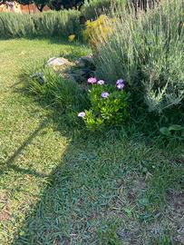 Villetta Garden Relax 54