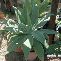 Piante in vaso decorazioni giardini, ville .
