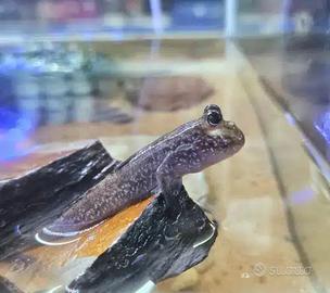 Periophthalmus papilio - mudskipper saltafango