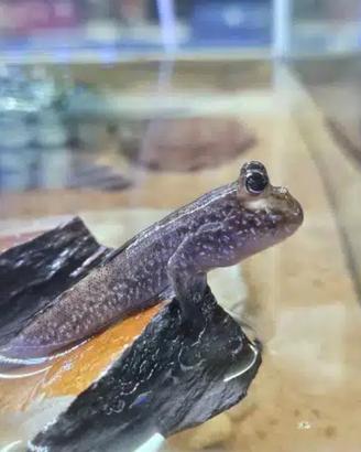 Periophthalmus papilio - mudskipper saltafango