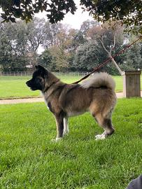 Cucciolona Akita americano