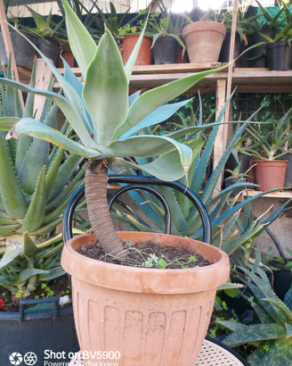 Piante grasse