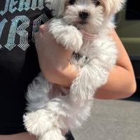 Cucciolo Maltese